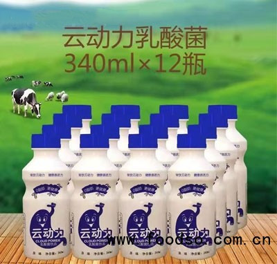 云動力乳酸菌飲品發(fā)酵乳飲